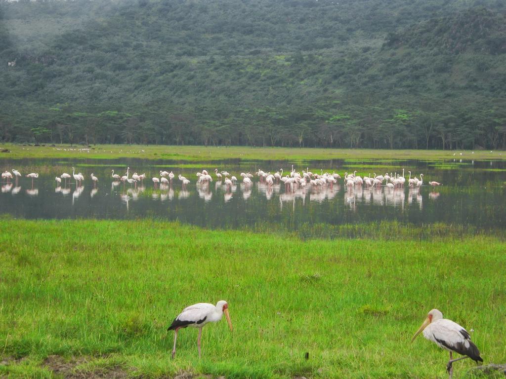 Lake Naivasha Resort Luaran gambar